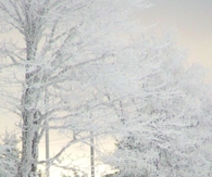 White trees