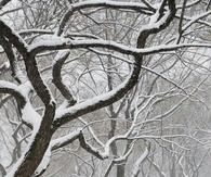 A winter scene