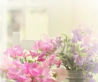 Sweat Peas