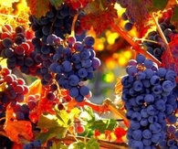Fall Grapevine