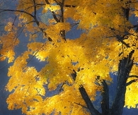 Tree with Yellow Leaves in Fall