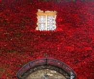 Red Foliage Covering Building