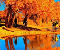 Bright Orange Fall