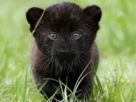 Cub Cutie!!
