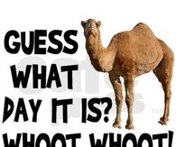 hump day camel