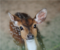 Adorable deer