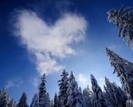 Heart cloud