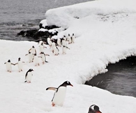 March of the penguins