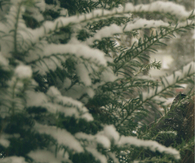 Snow covered tree