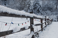 Outdoor Christmas lights