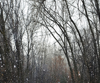 Snow falling