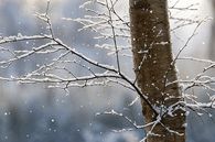 Lightly falling snow