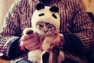 Dressed up cat