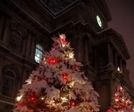 Christmas trees in the snow