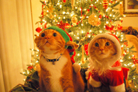 Christmas Cats