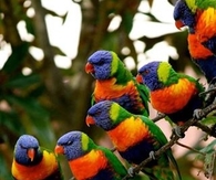 Beautiful Rainbow Lorikeets!!