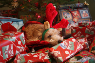 Doggy in the gifts