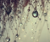 Raindrops