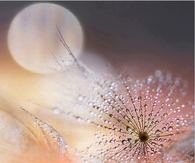 Close up of dew
