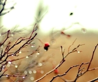 Wet branches