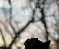 Cat watching rain