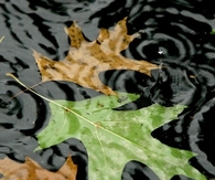 Wet leaves