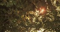 Glistening sun