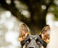 German Shepherd in the rain