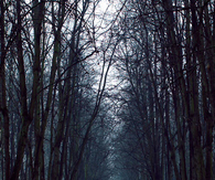 Dark and misty shadows