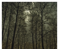 Barren trees