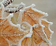 Frozen leaf