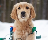 Christmas dog