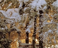 Pretty snow scene