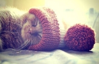 Sleeping cat