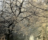 Winter gate