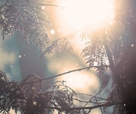 Sunny winter day