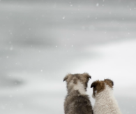 Puppies in the snow