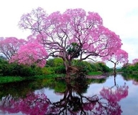 Brazilian Pink Tree!!