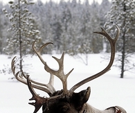 Reindeer