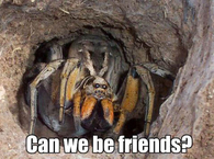 Can we be friends?