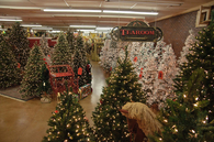 Christmas tree shopping