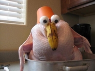 Shocked turkey