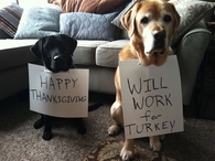 Happy Thanksgiving, Will work for turkey