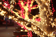 Christmas lights wrapped around the tree