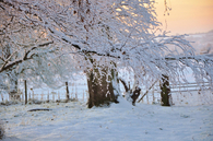 Winter Snow Tree