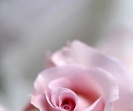 Silky Pink Rose!!