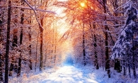 Snowy woods