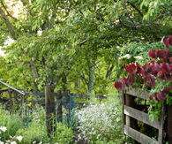 Limestone path