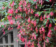 Plant coral honeysuckle
