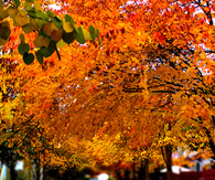 Orange autumn trees